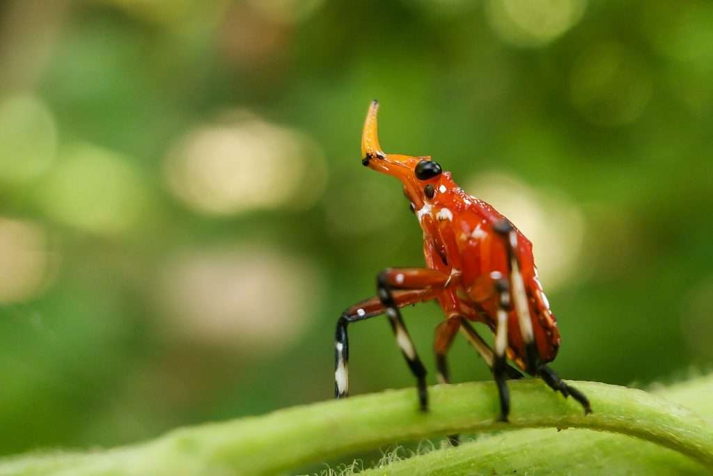 mobile phone macro photography