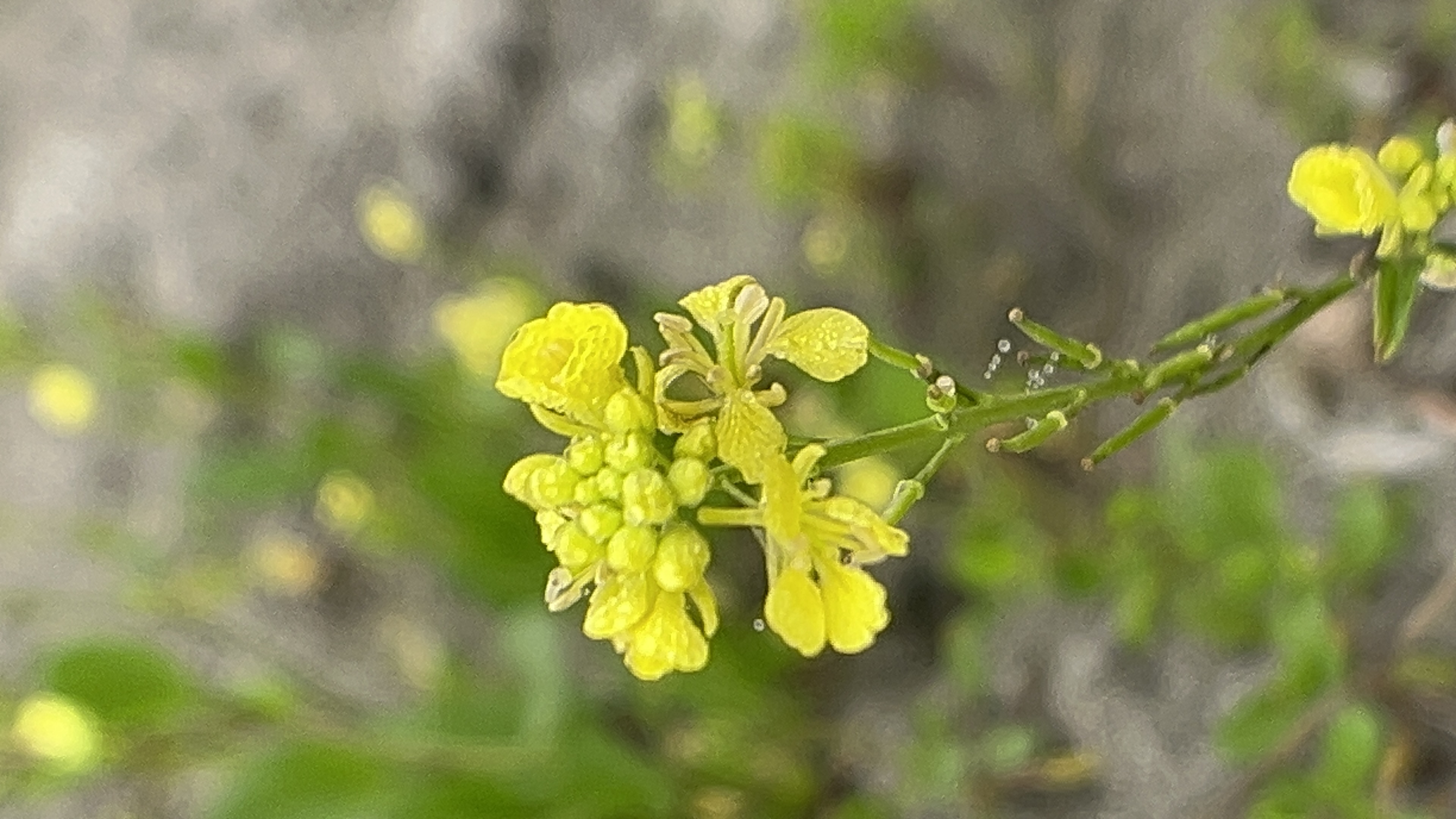 5 in 1 Mobile Phone Camera Lens Kit | Adcom India :)